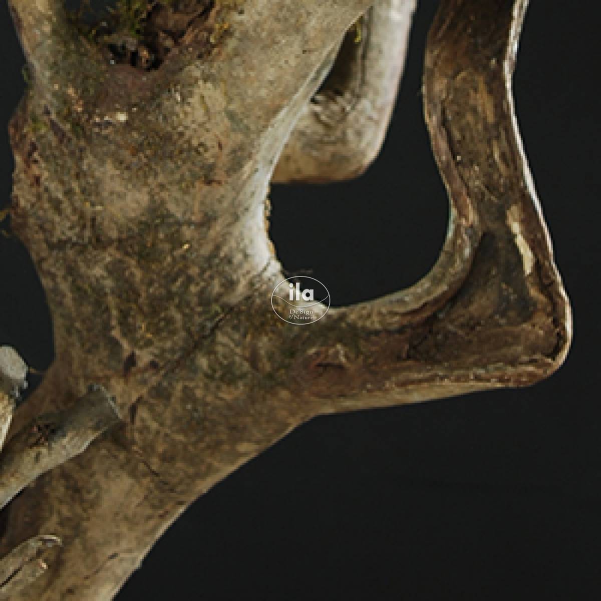 15011-olive-bonsai-dettaglio-tronco.jpg