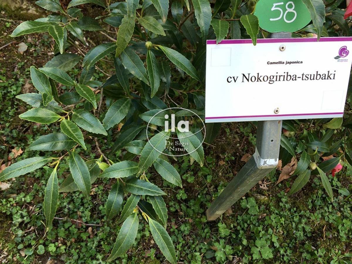 37333-camellia-japonica-3.jpg