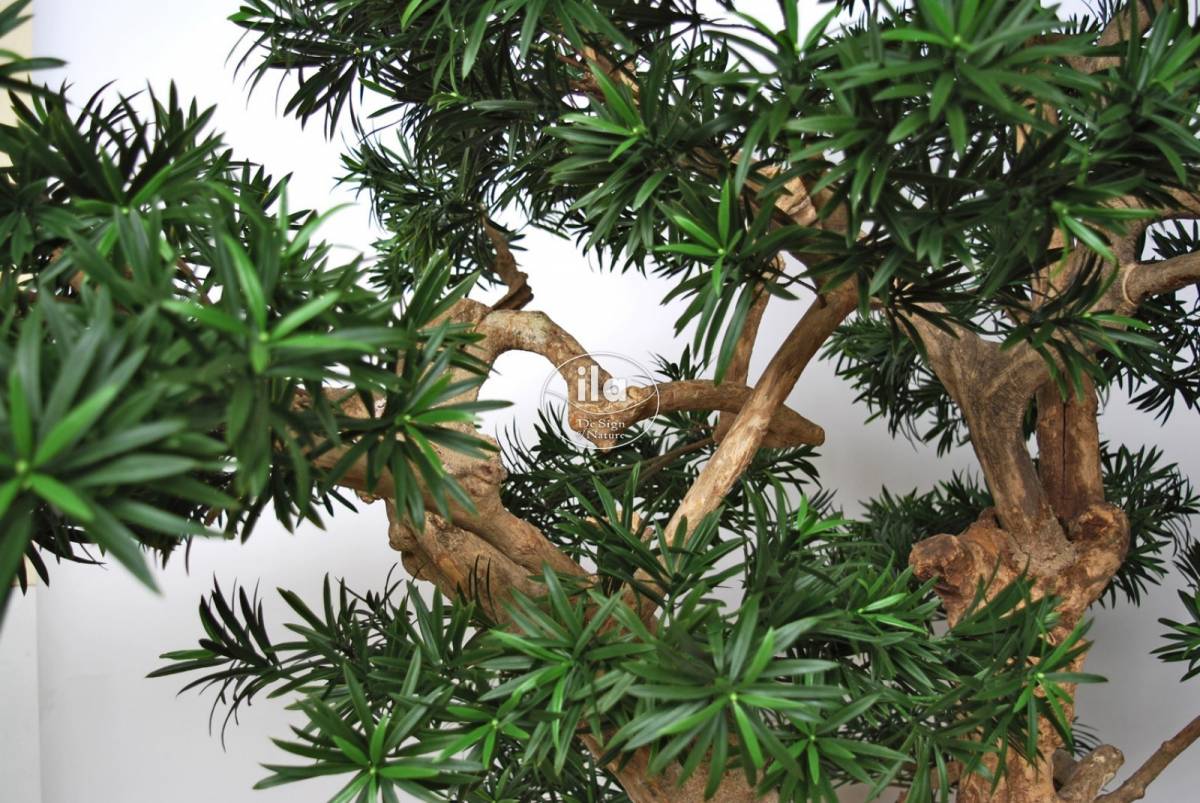 42041-podocarpus-close-up-2.jpg