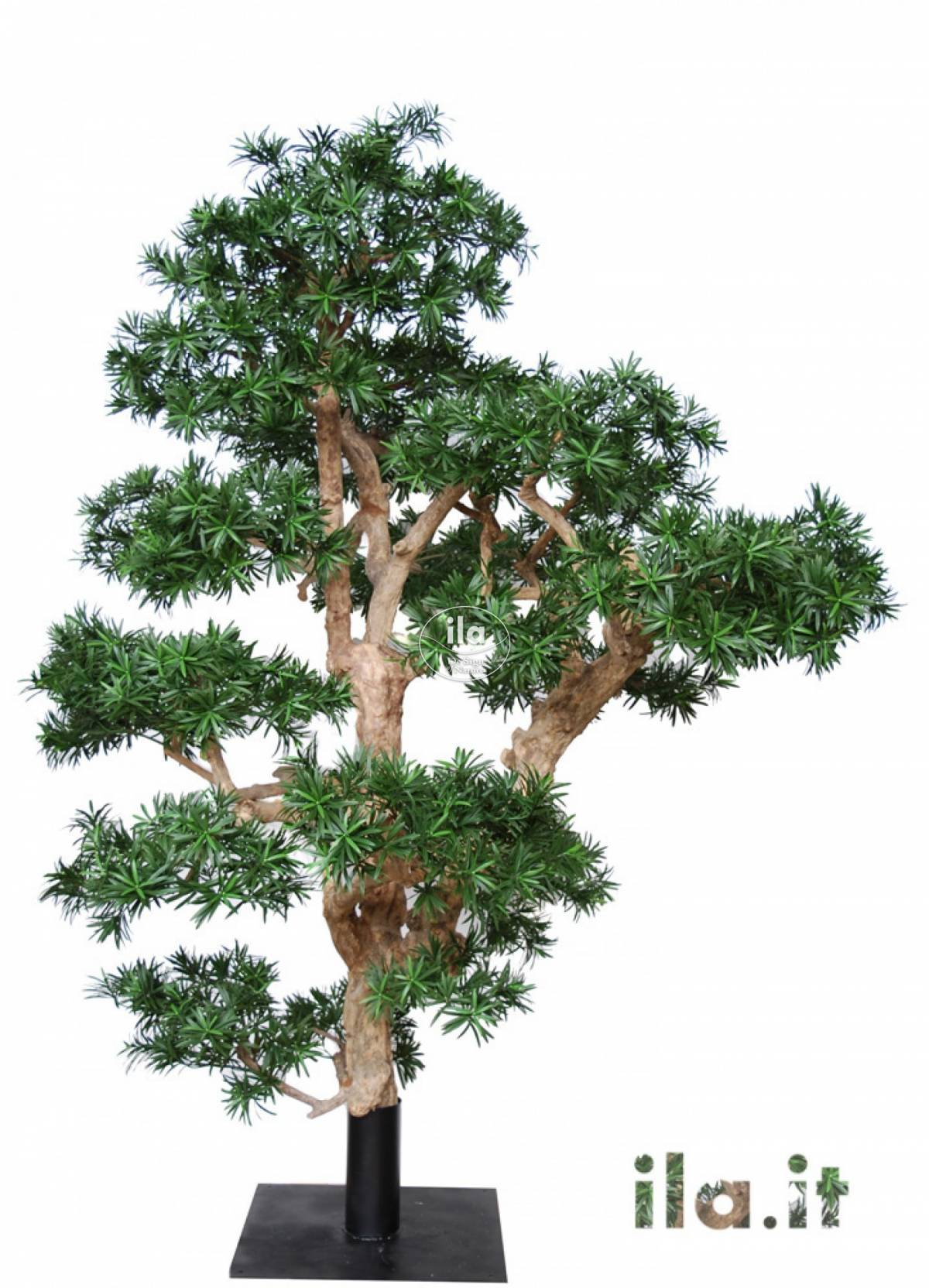 43679-podocarpus-7-3.jpg