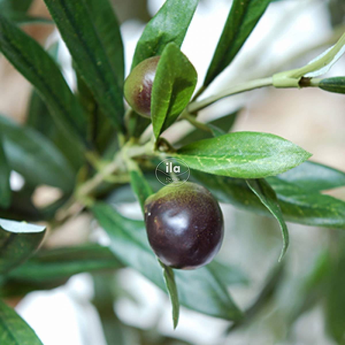 56694-olive-frutti.jpg