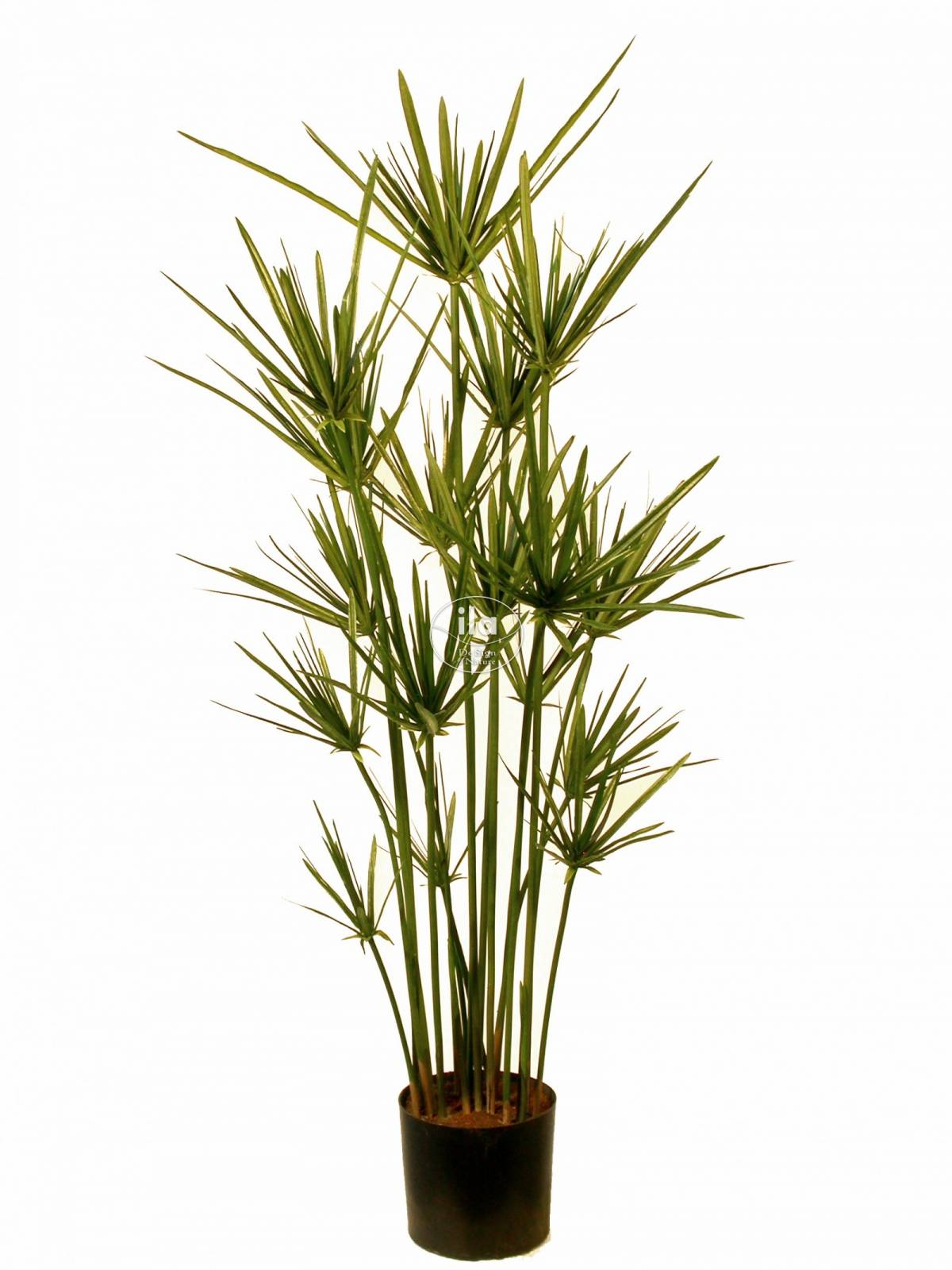 64253-papyrus-plant-90-cm-green-2-4-4293grn-1.jpg