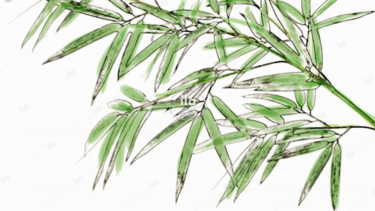 75070-bamboo-japanese-80-cm-green-paint.jpg