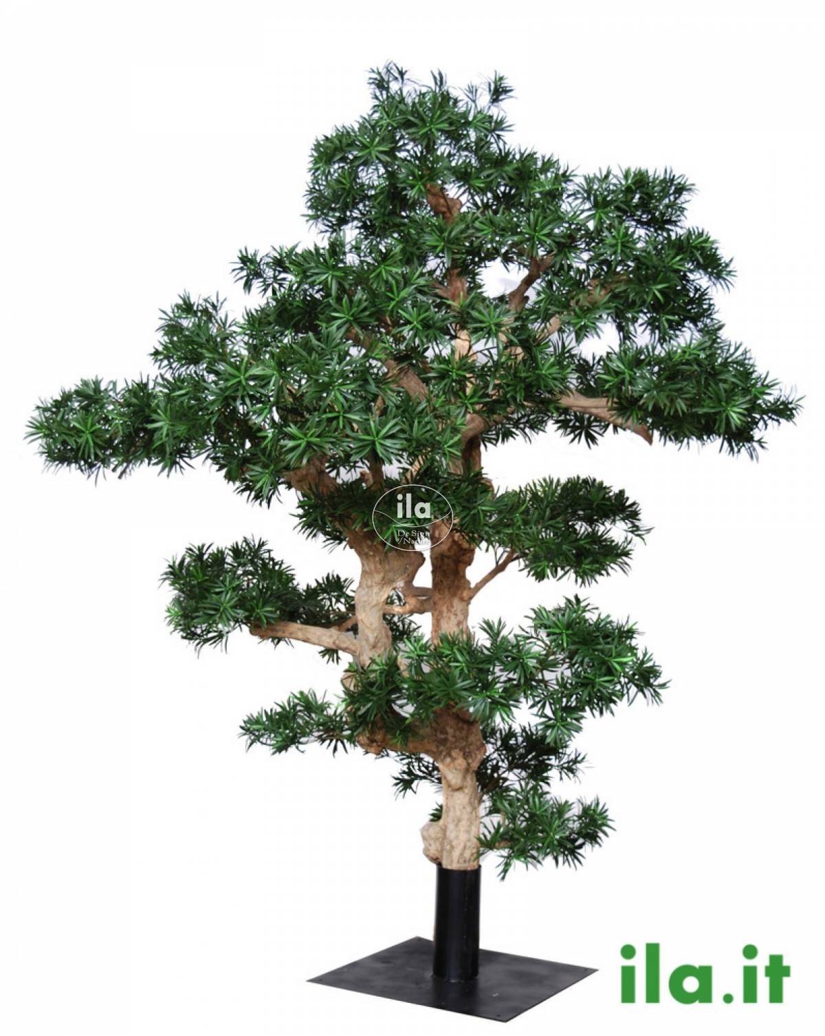 75454-podocarpus-6.jpg