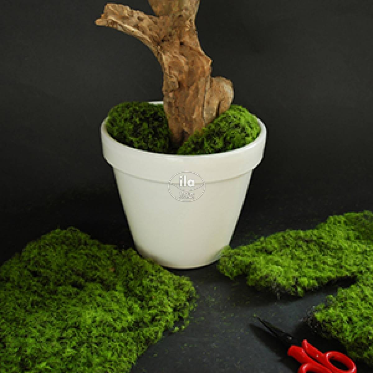 80363-olive-bonsai-dettaglio-rifinitura-con-moss.jpg