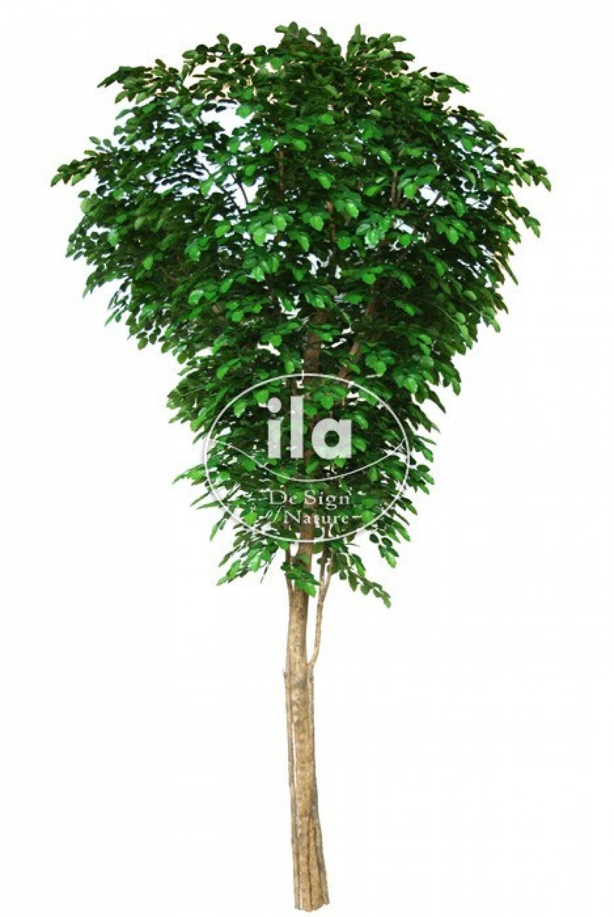 beech-gigantea-tree-500-cm-green