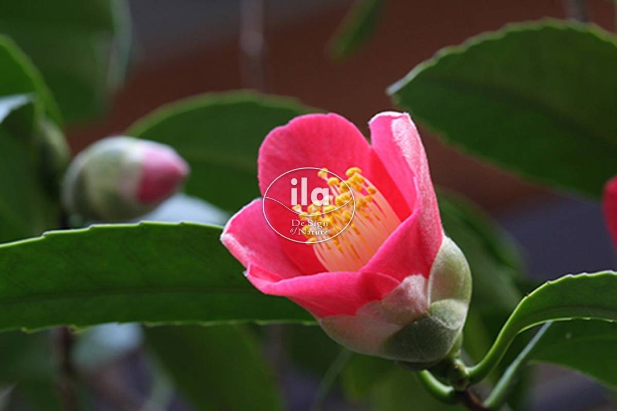 96544-camellia-japonica-5.jpg