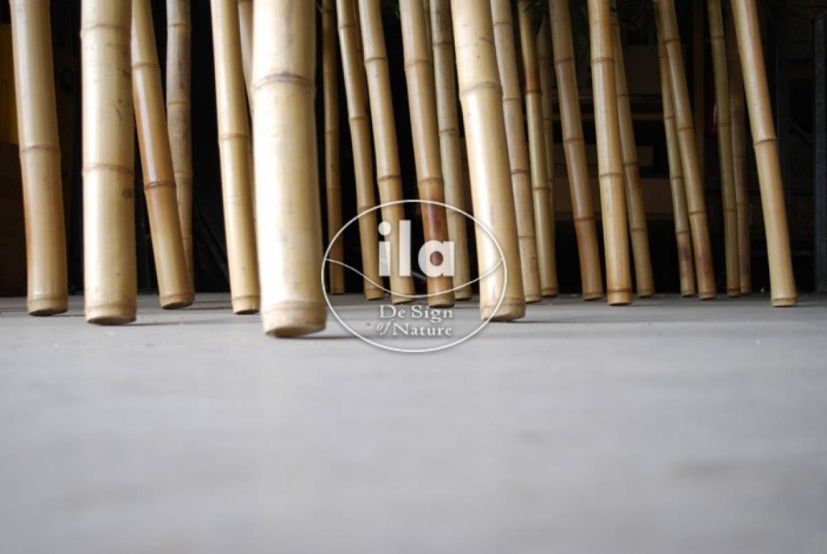 11442-bamboo-wild-1.jpg