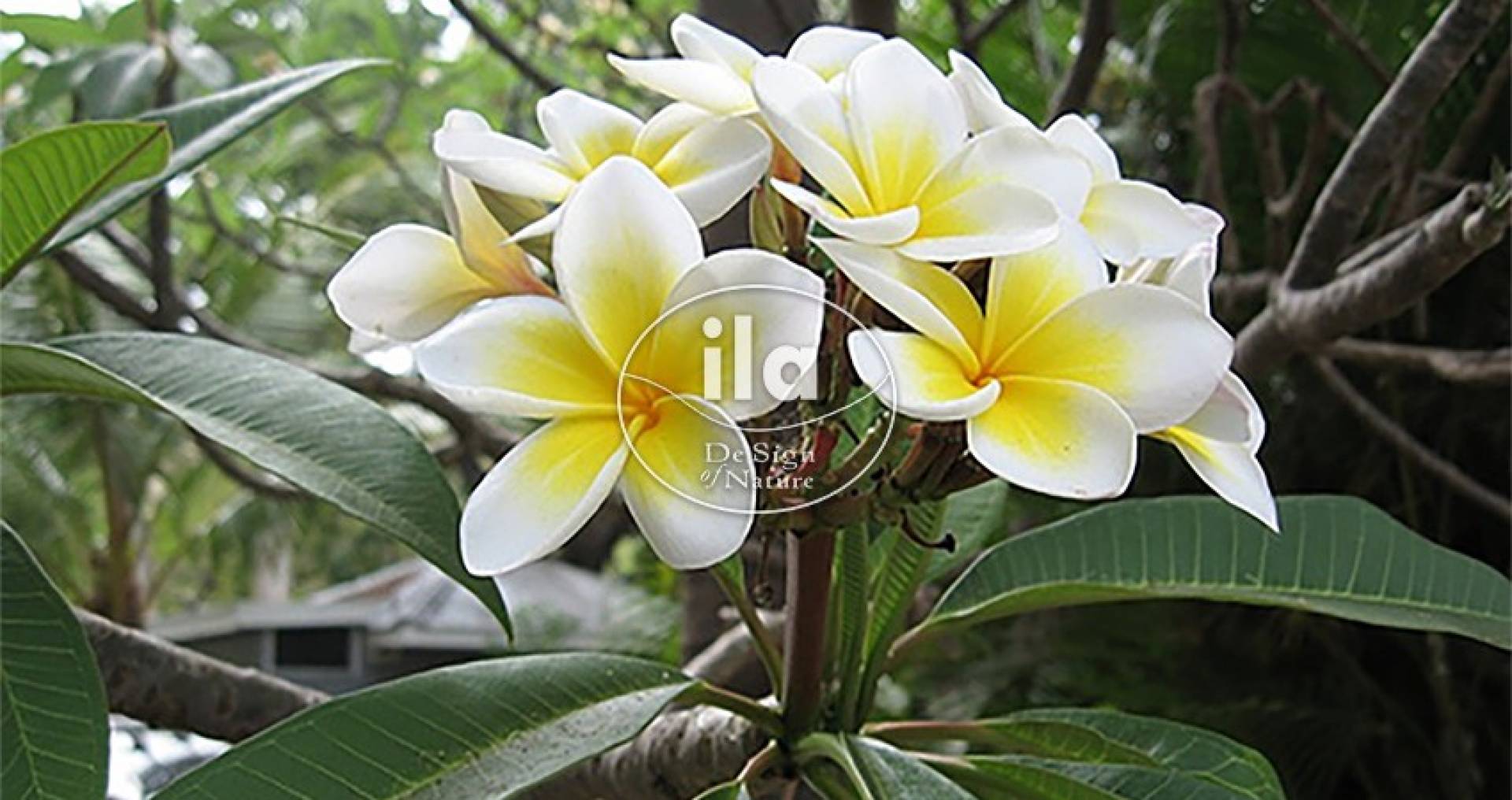 Plumeria, a Time-Travelling Flower