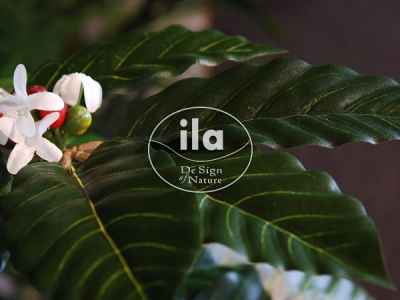 ila artificial (semi natural) Coffee Trees and Plants