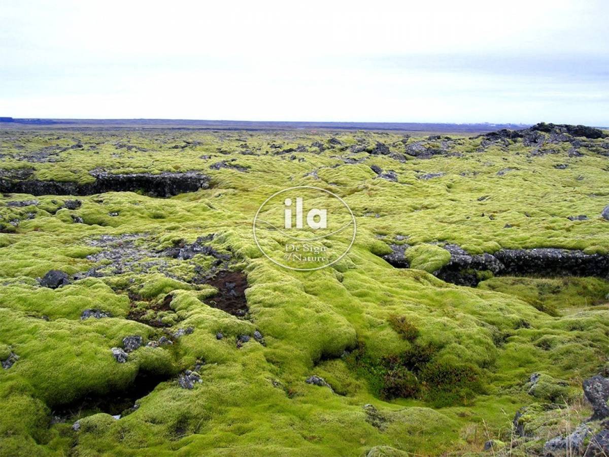 21257-natural-lichen-dunes-933x700.jpg