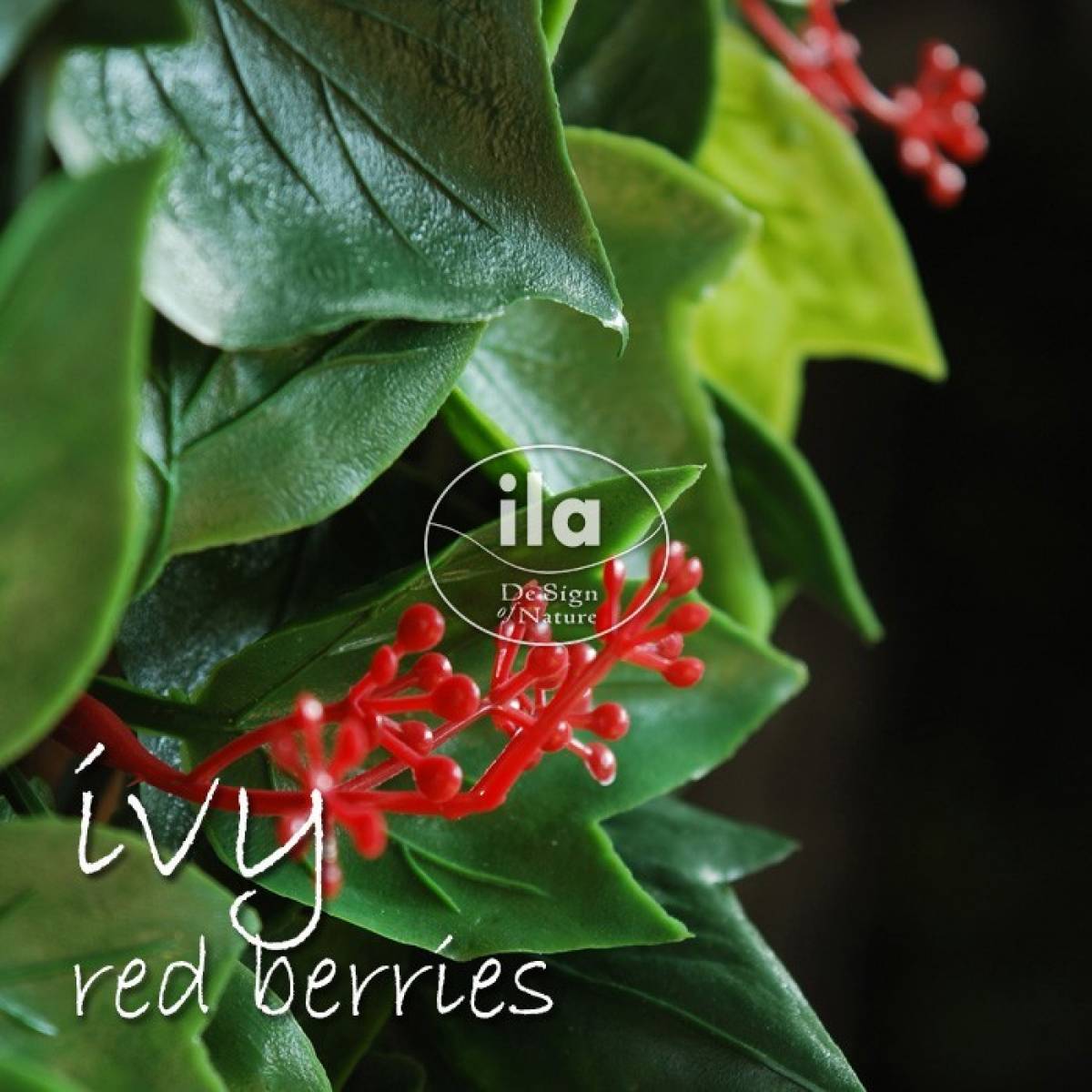 24356-ivy-mat-uvr-red-berries.jpg