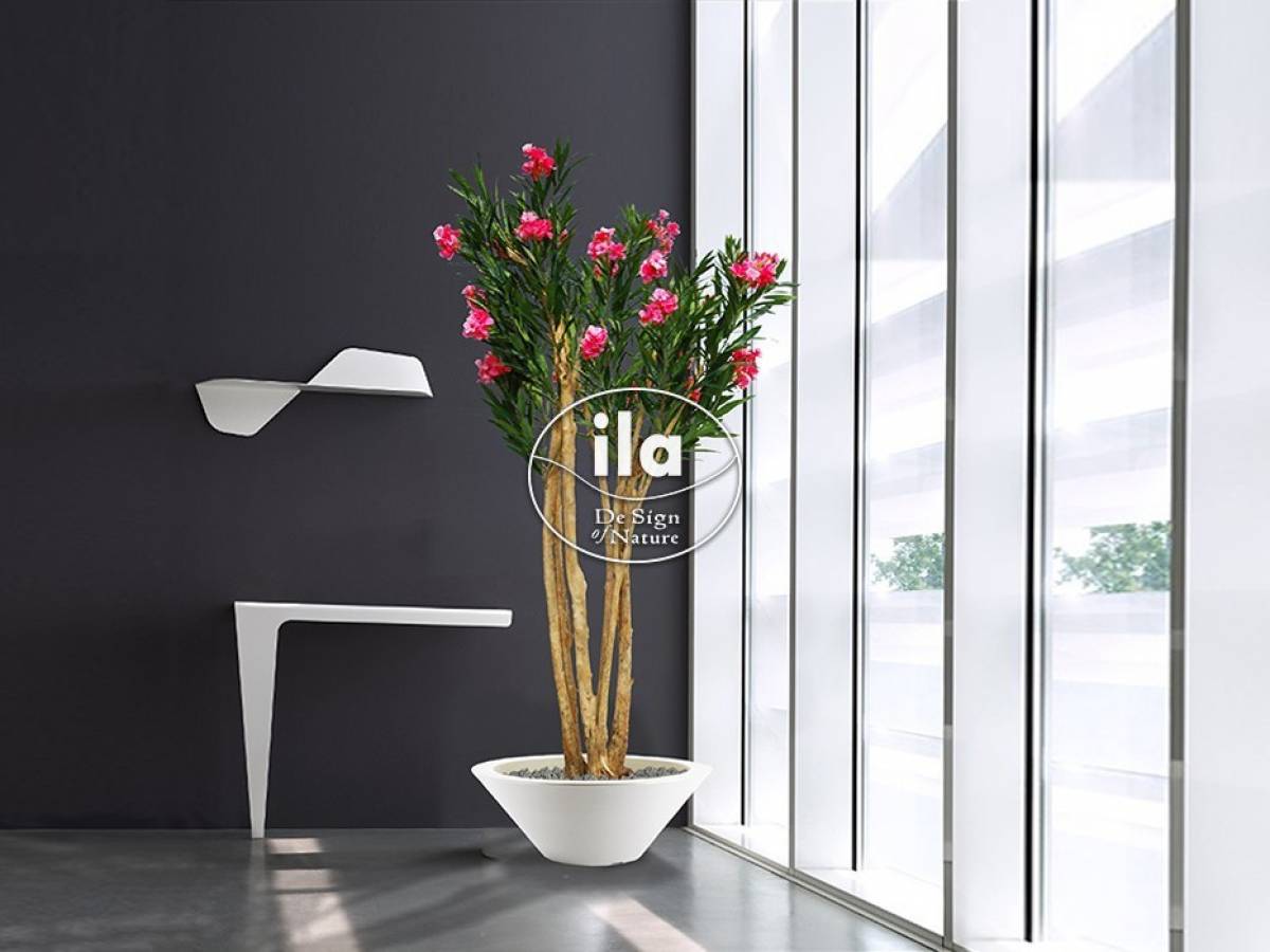 30737-oleander-florida-240-cm-pink-933-700.jpg