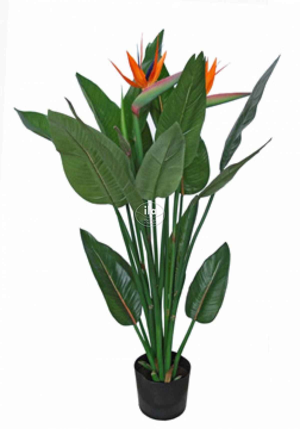 34016-strelitzia-plant-w-pot-110-cm-grn-orange-5441gor.jpg
