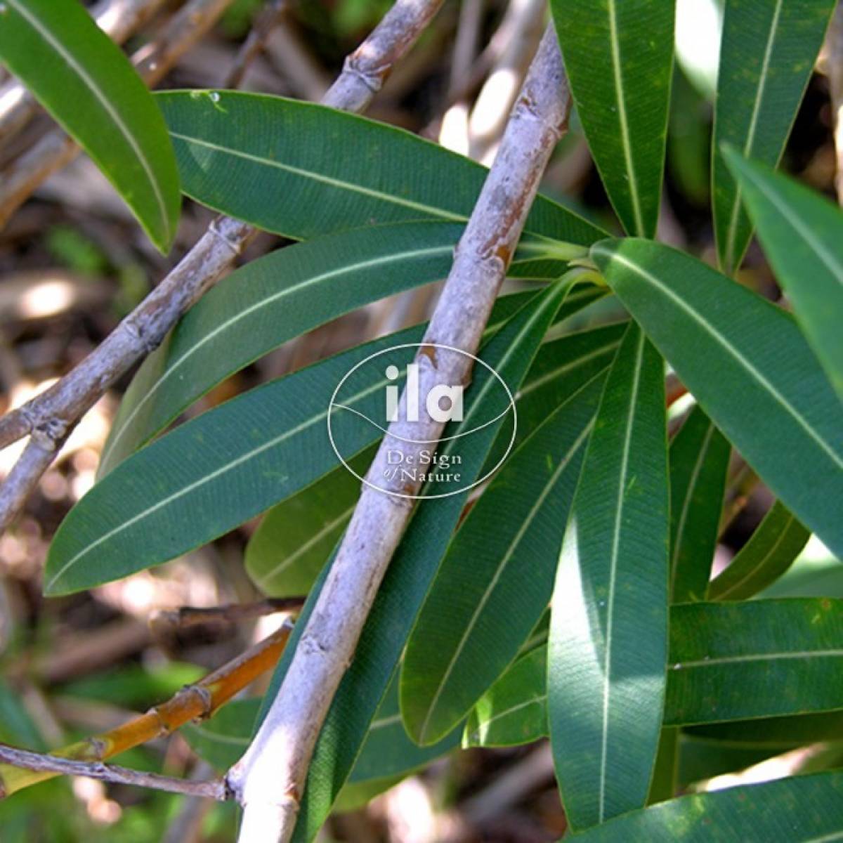 38462-oleander-ok-leaf.jpg