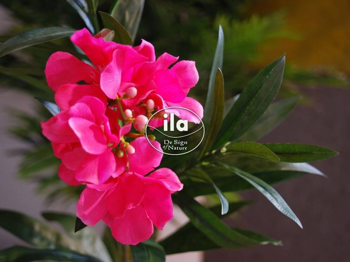 40559-oleander-70-cm-pink-1079pnk-7.jpg