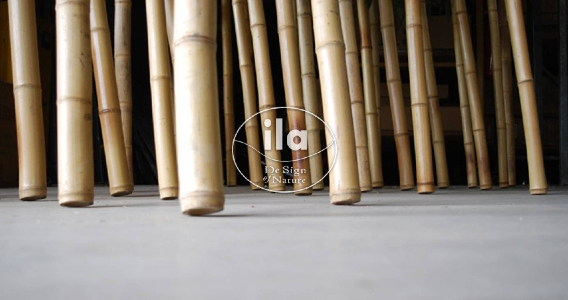 Bamboo Wild Boschetto Gigante