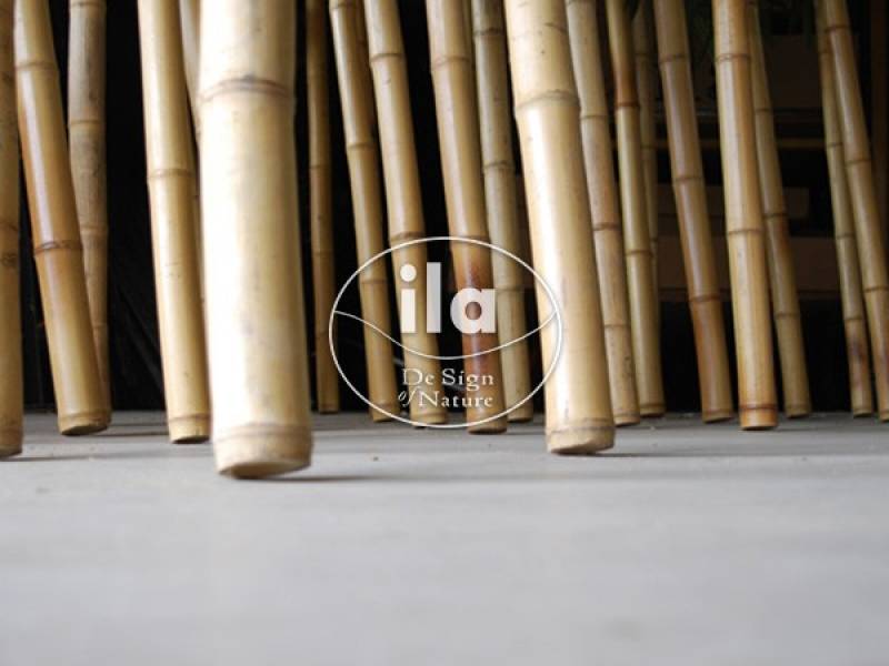 Bamboo Wild Boschetto Gigante