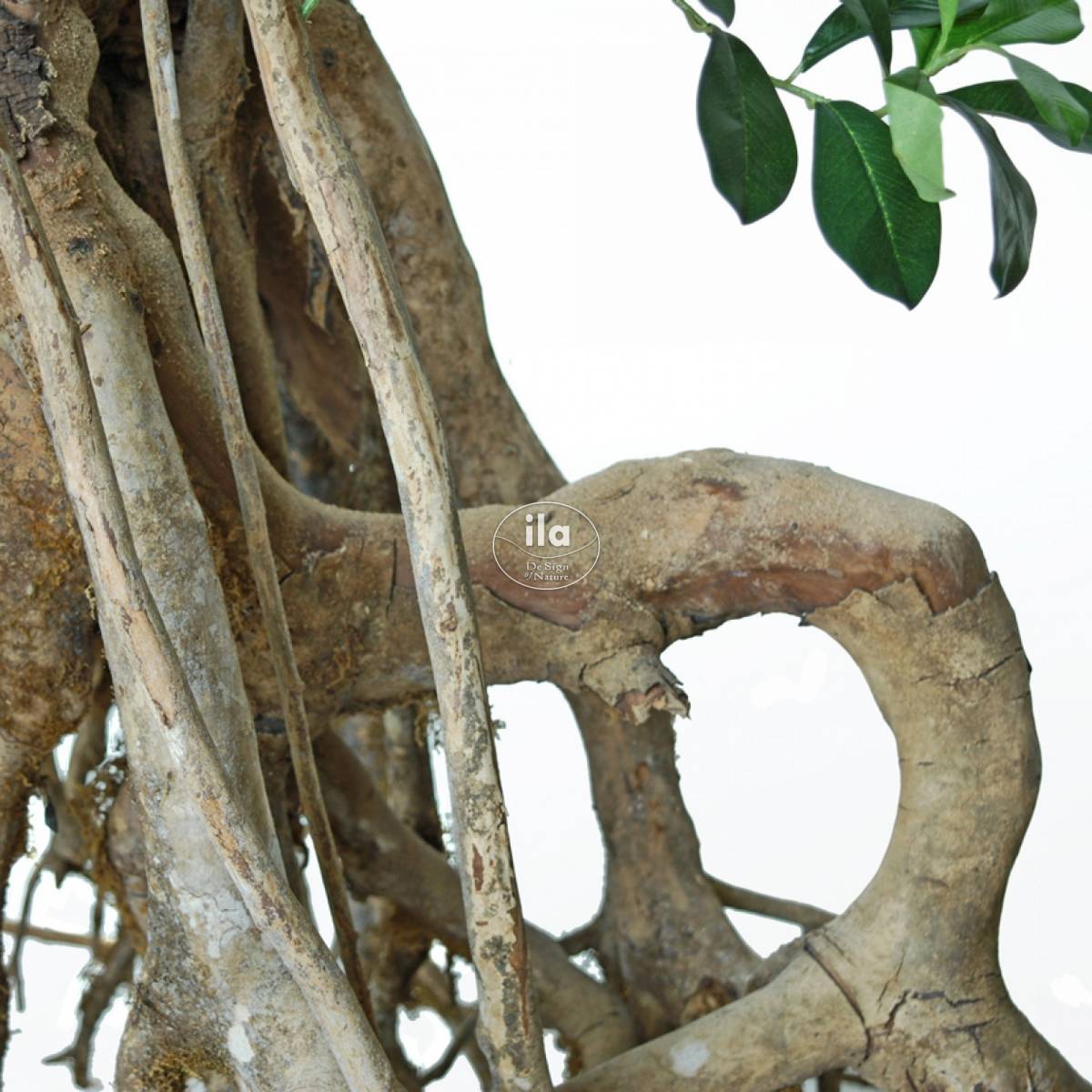 45528-buxifolia-root-giant-250-cm-green-part-tronco.jpg