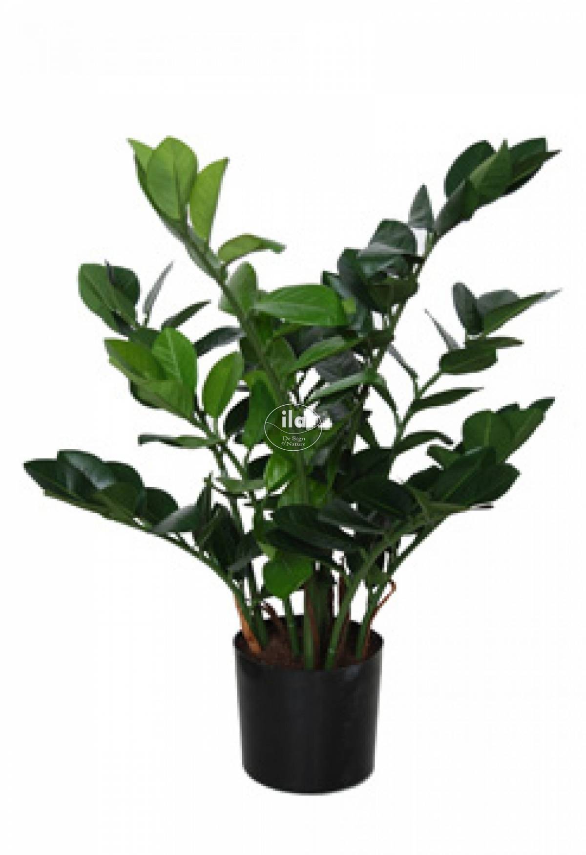 47240-zamiifolia-bush-w-pot-60-cm-green-5435grn-1.jpg
