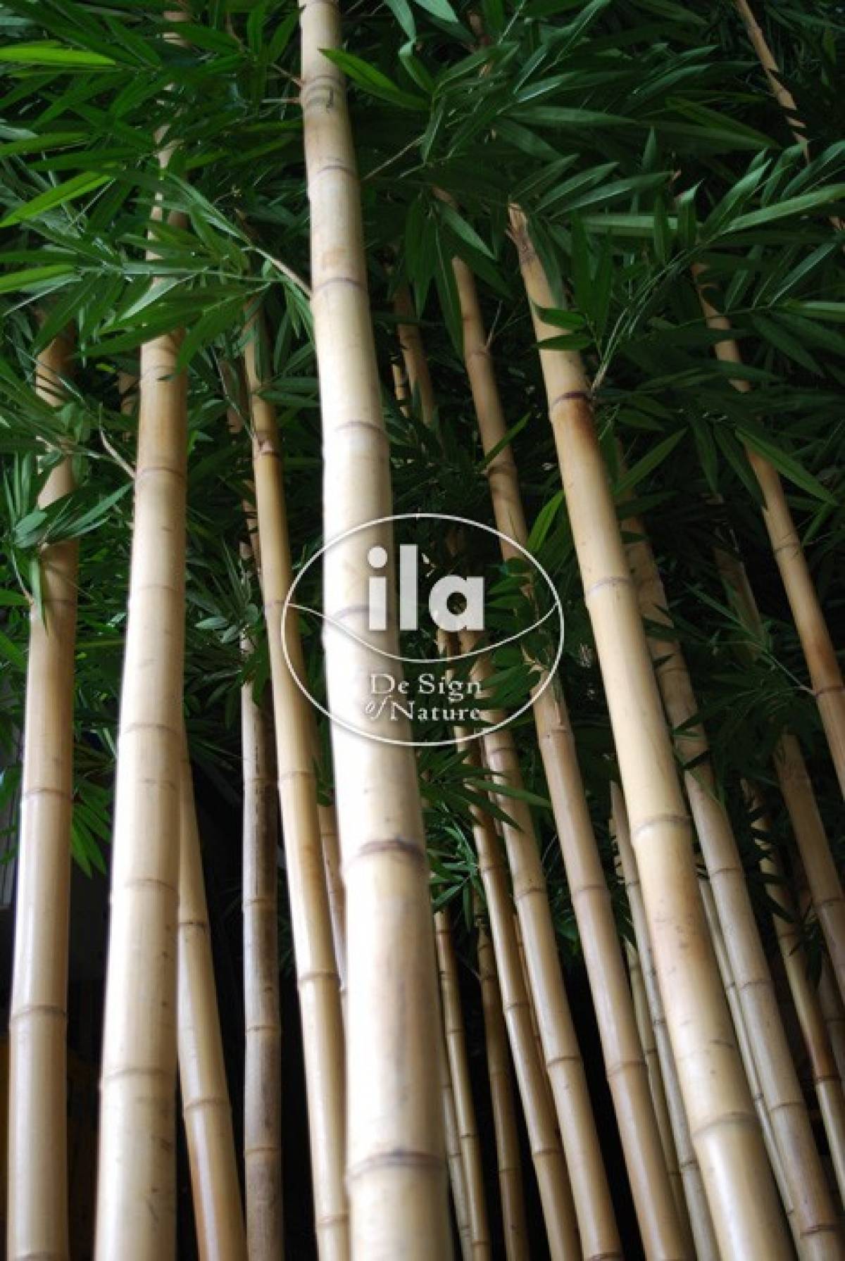 50481-bamboo-wild-7.jpg