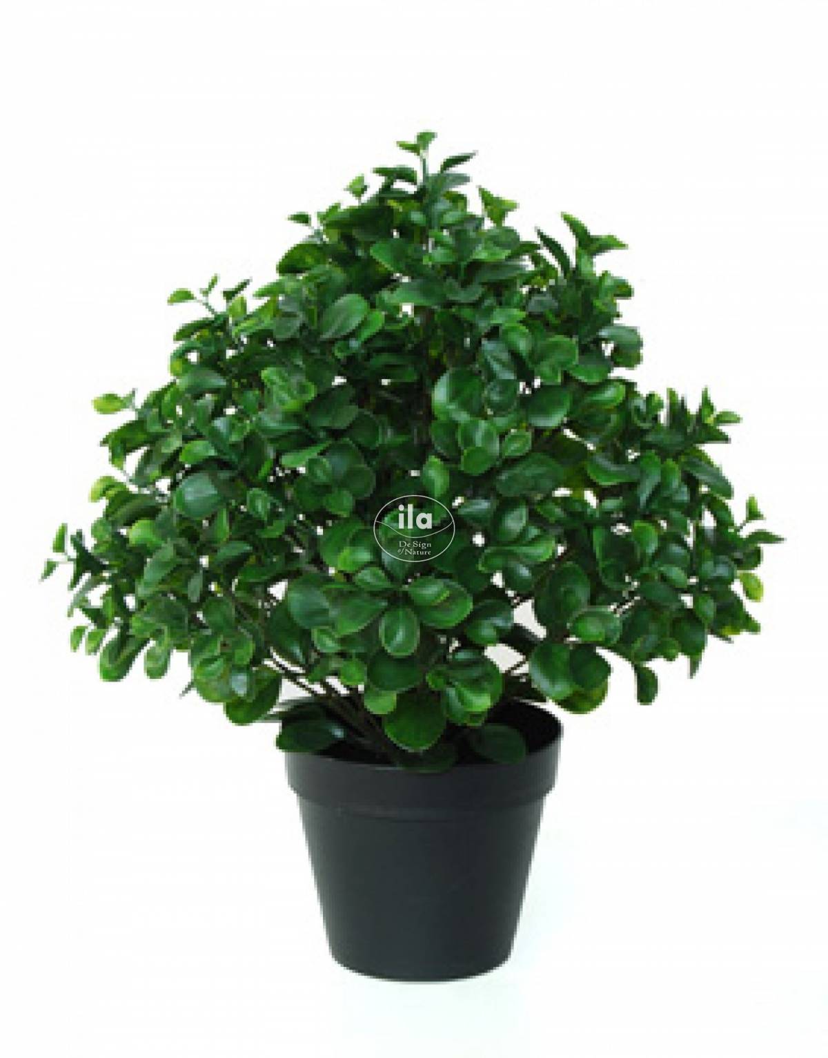 53726-peperomia-plant.jpg