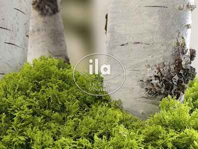Iceland Lichen – The Gift of the ancient Gods