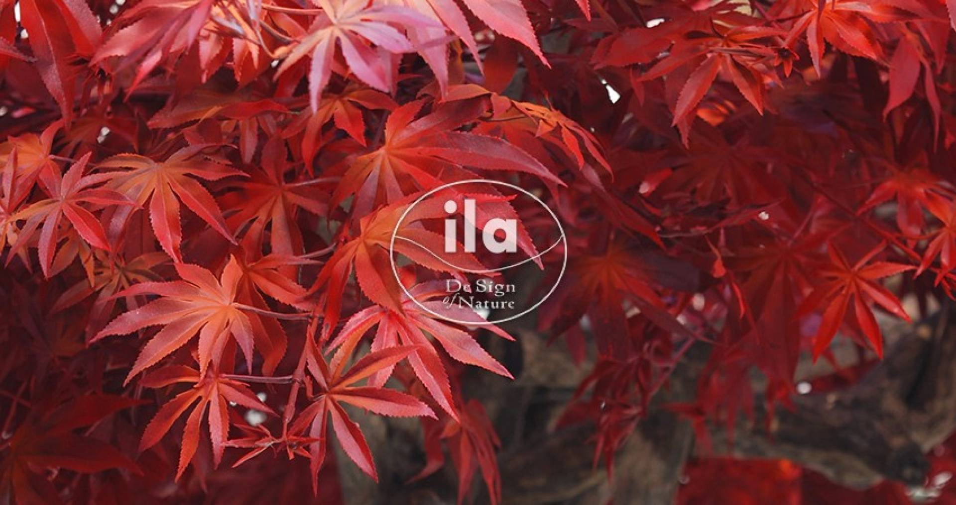 Momijigari: The Hunt for Red Leaves