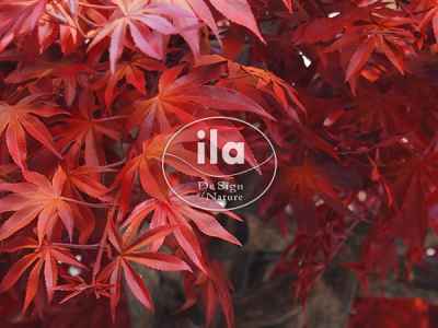 Momijigari: The Hunt for Red Leaves