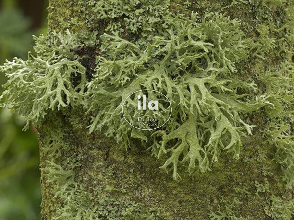 67878-lichen-natural-933x700.jpg