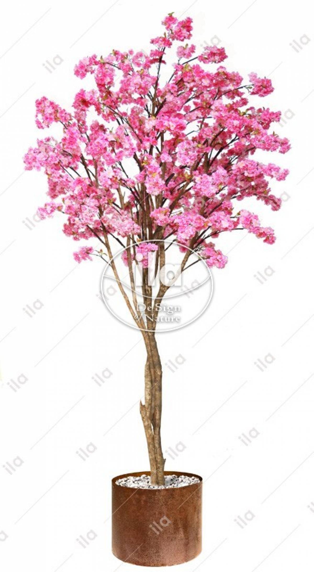 70523-cherry-blossom-gigantea-320-cm-d-140-pink.jpg