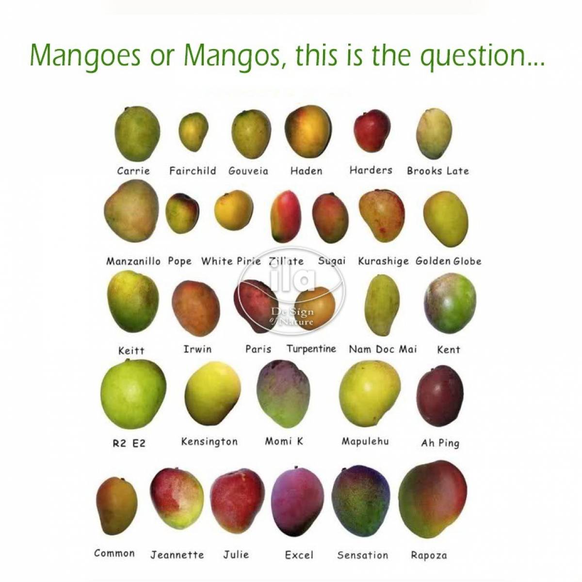 83687-7-mango-fruits.jpg