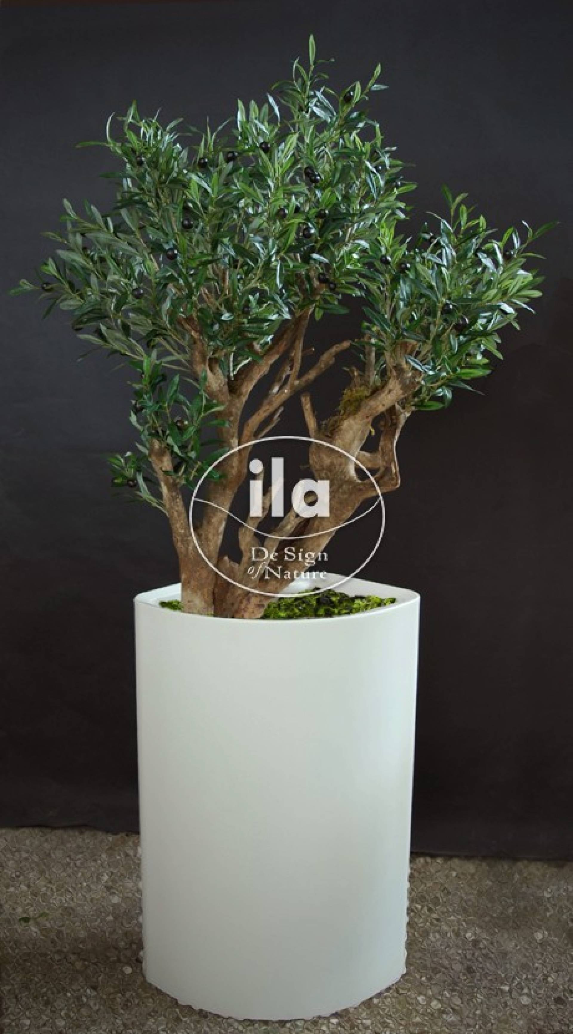 Olive Special Bonsai